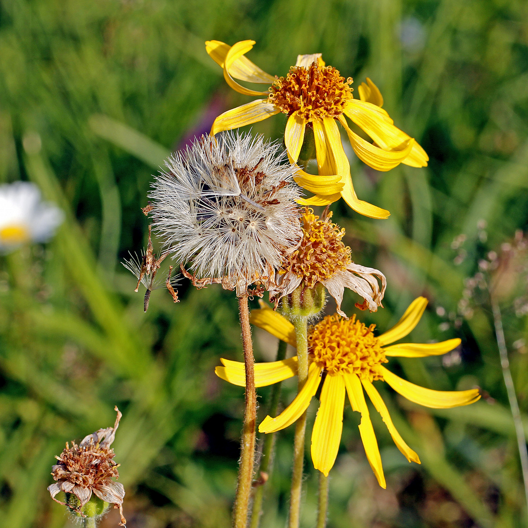 Letzte Arnikablüten auf einer Wiese