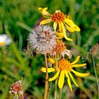 Letzte Arnikablüten auf einer Wiese