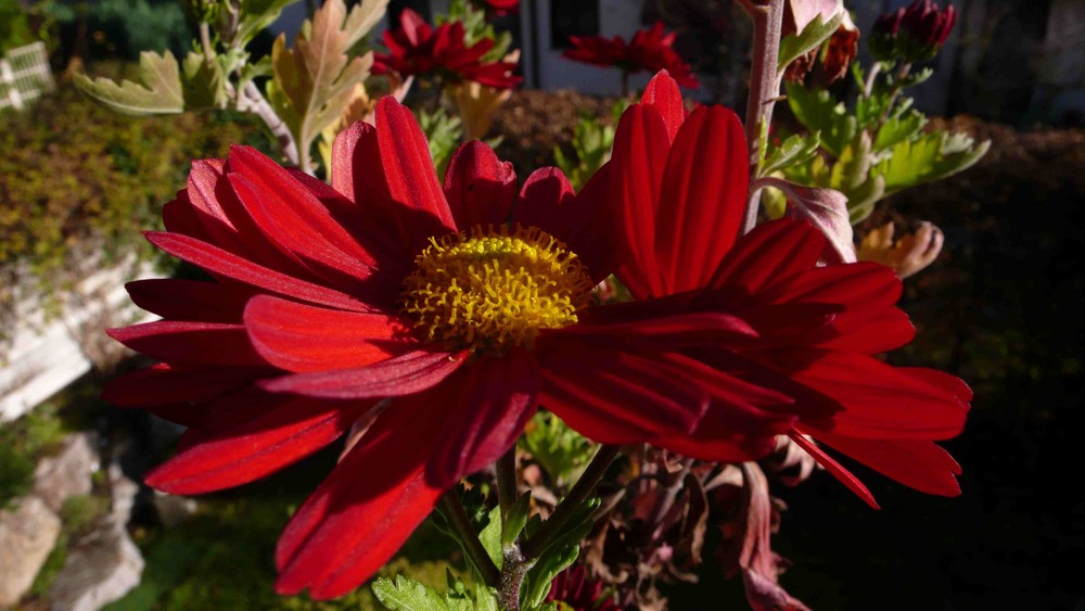 letzte Asternblüte in der Sonne