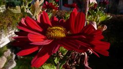 letzte Asternblüte in der Sonne