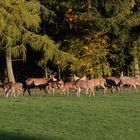 Letzte Auswirkungen der Brunft: Der Hirsch steht noch beim Kahlwild am 26. 10.