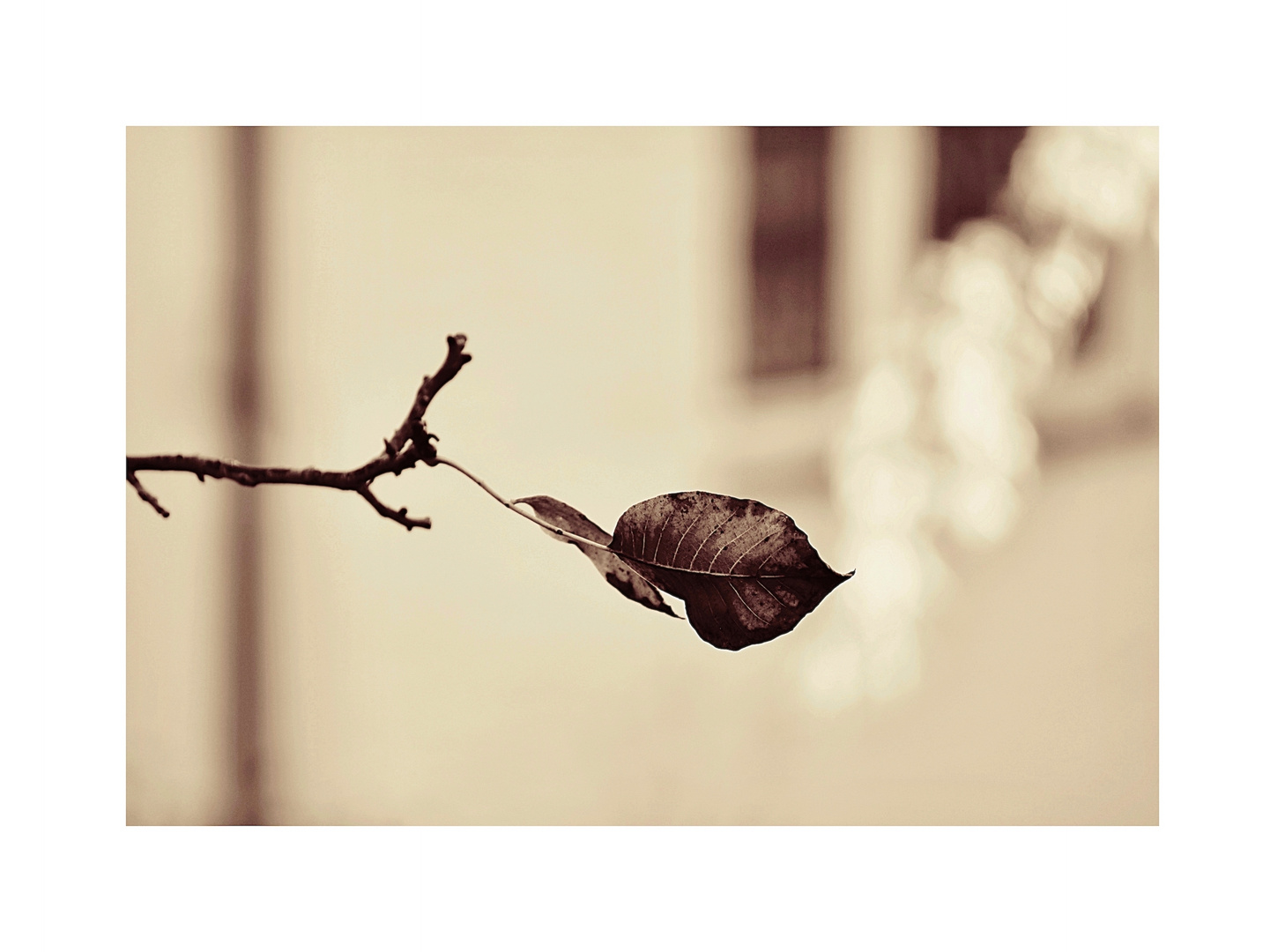 letzte Blätter des Walnussbaums