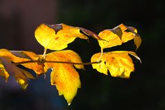 letzte Blätter im Licht