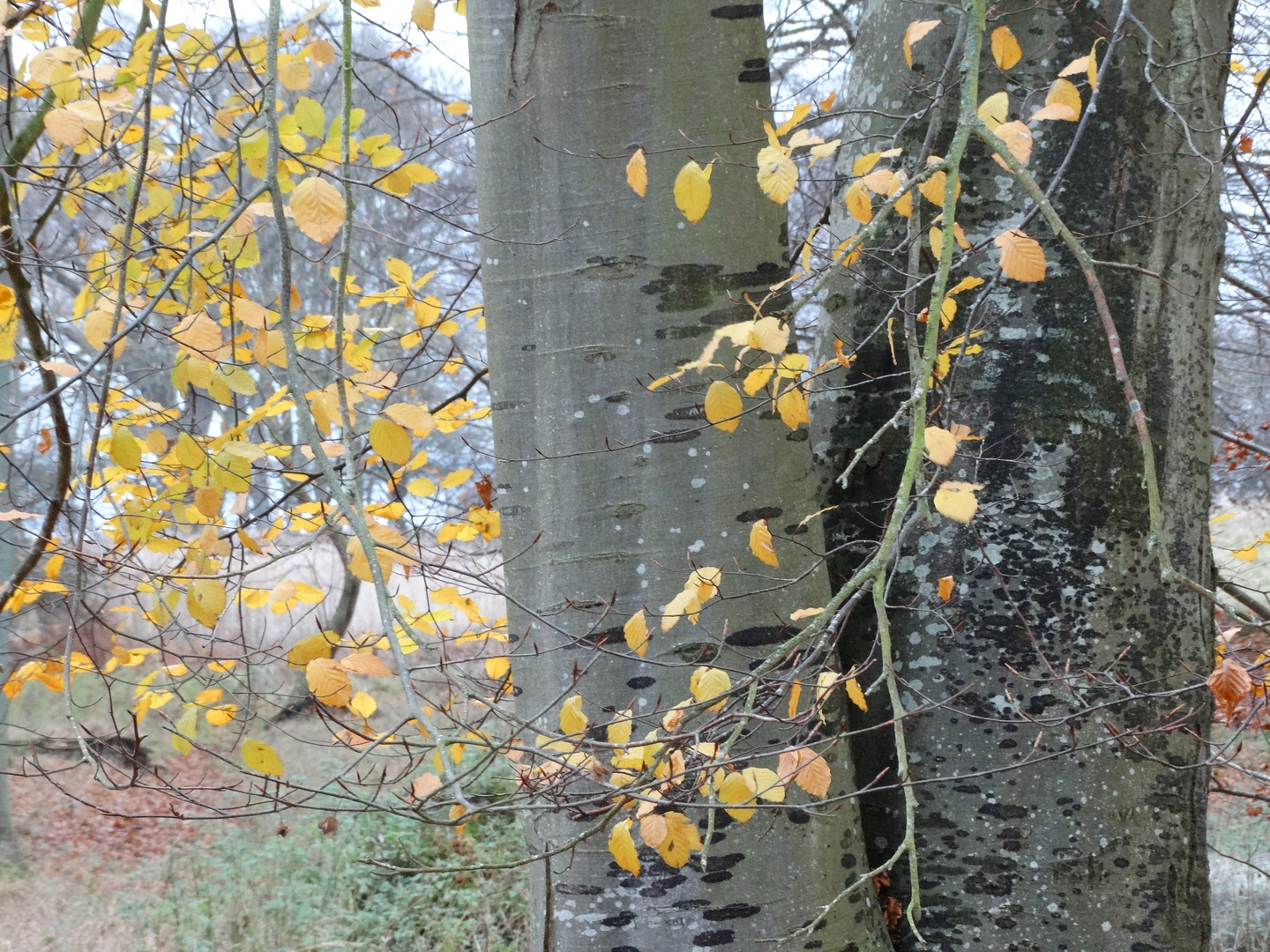 Letzte Blätter im November