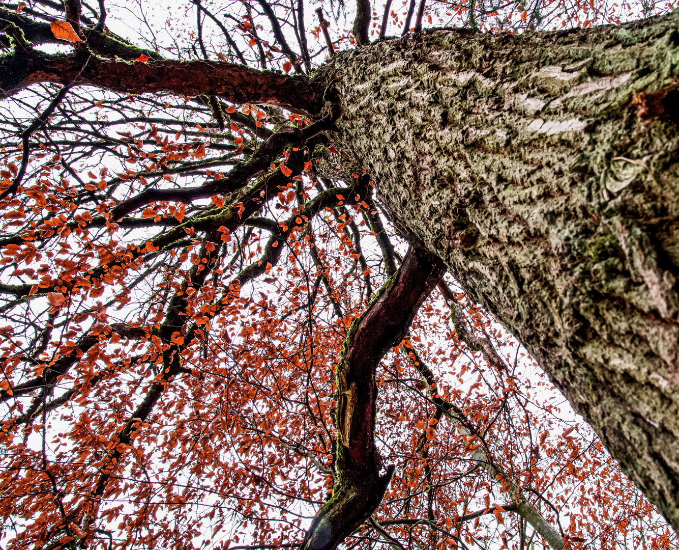 Letzte Blätter im November am Baum