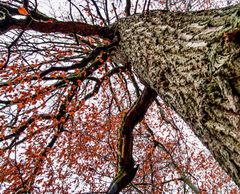 Letzte Blätter im November am Baum