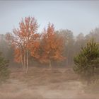 Letzte Blätter in der Heide....