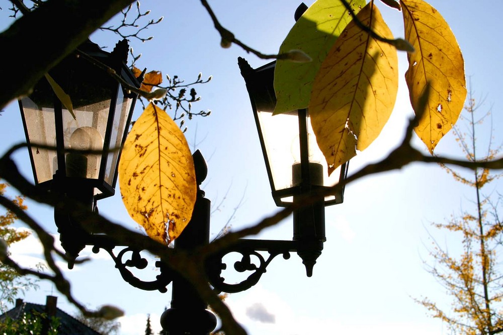 Letzte Blätter nach einem Sturm..und folgendem Sonnenschein....Herbststimmung.!