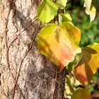 Letzte Blätter: Wilder Wein am Baumstamm