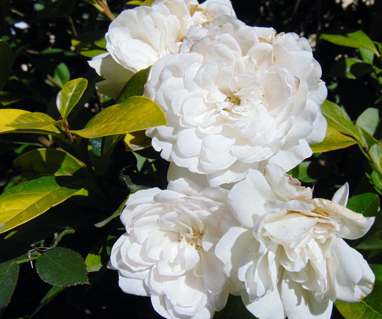 Letzte blühende Heckenrose