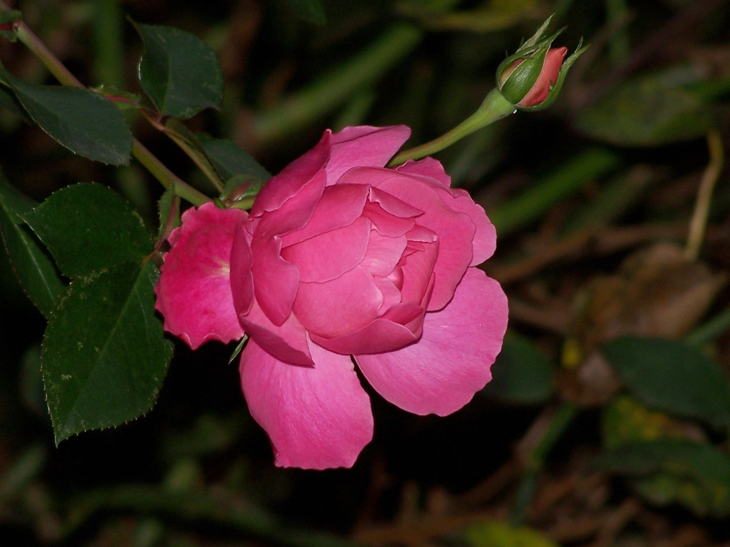 Letzte blühende Rose in meinem Garten.