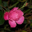 Letzte blühende Rose in meinem Garten.