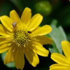 letzte Blümchen, letzte Fliegen in der Herbstsonne