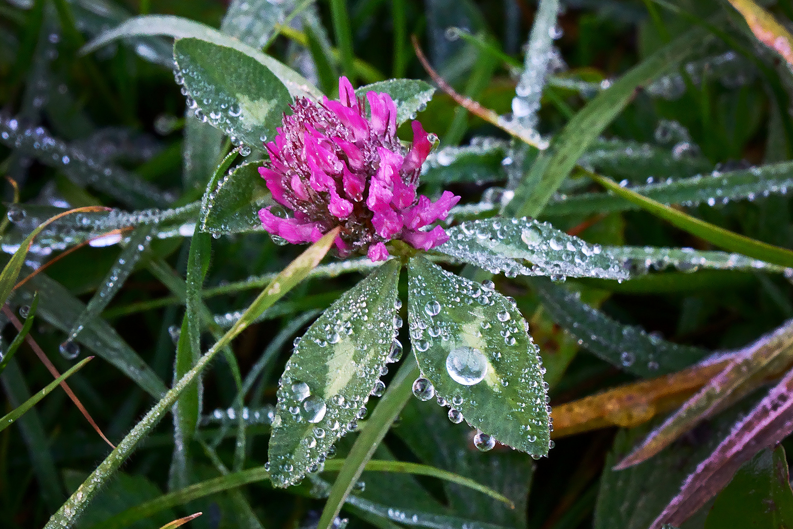 letzte Blüte