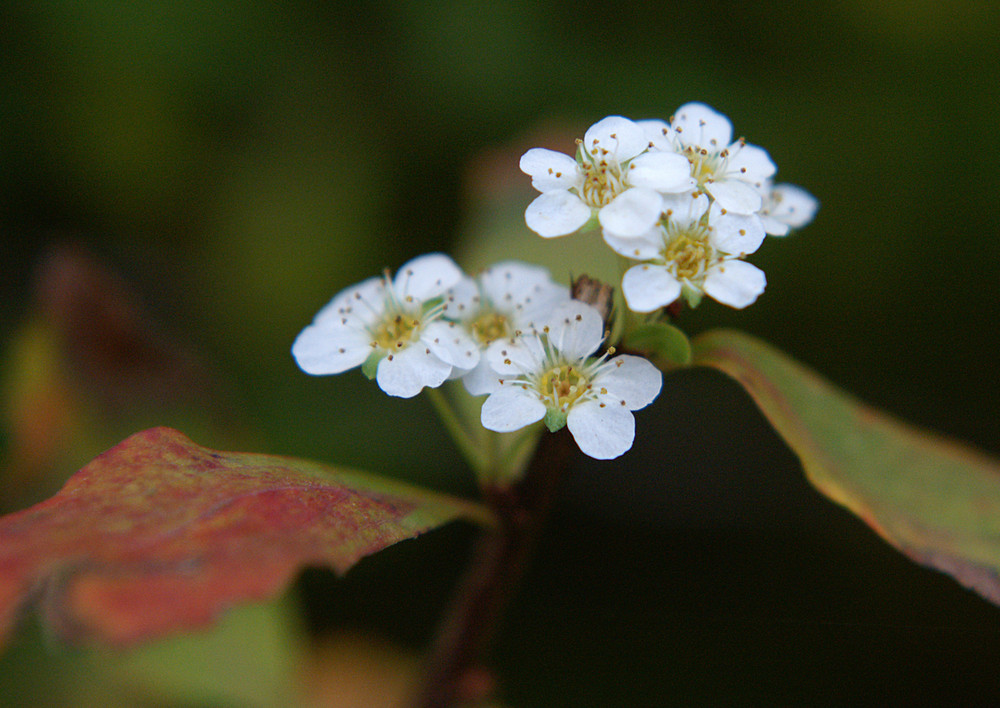 letzte Blüte