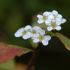 letzte Blüte