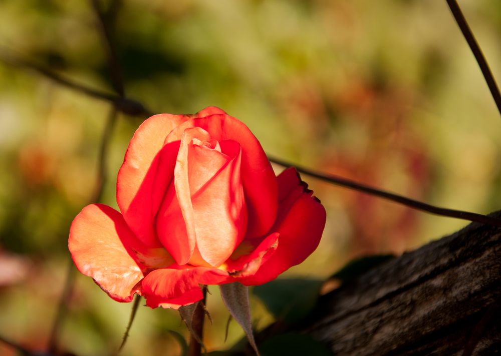 Letzte Blüte