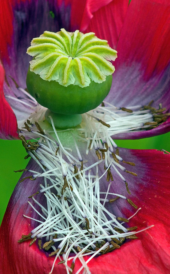 letzte Blüte