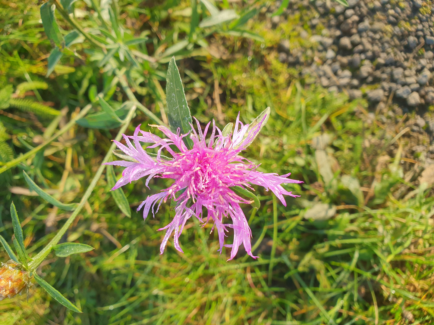 Letzte Blüte