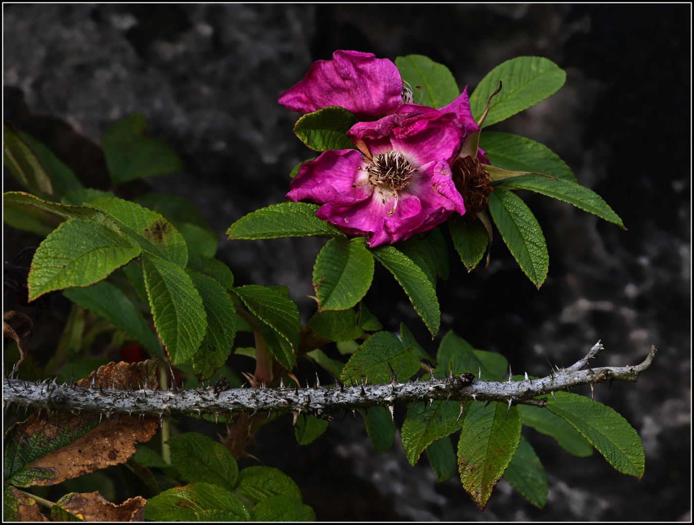 Letzte Blüte ...