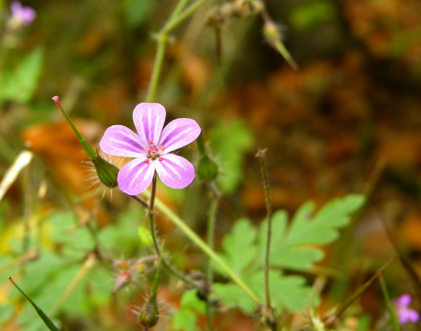 Letzte Blüte