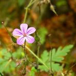 Letzte Blüte