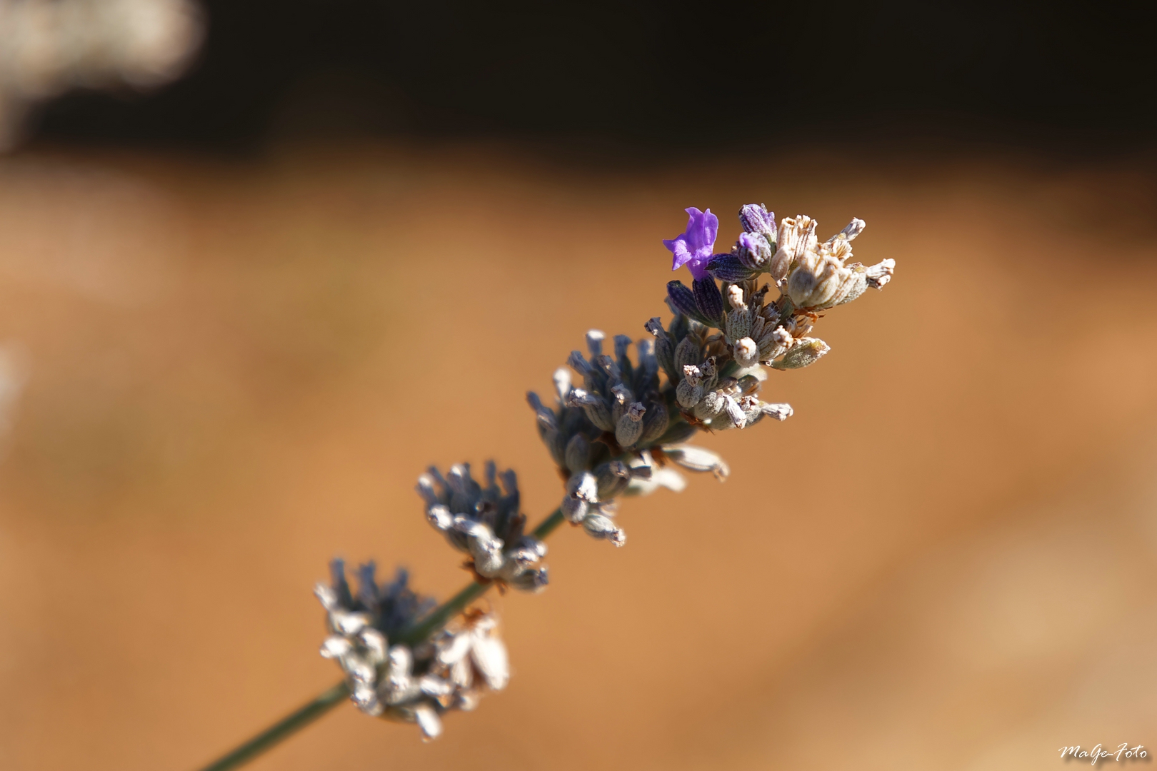 Letzte Blüte