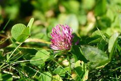 letzte Blüte am Feld