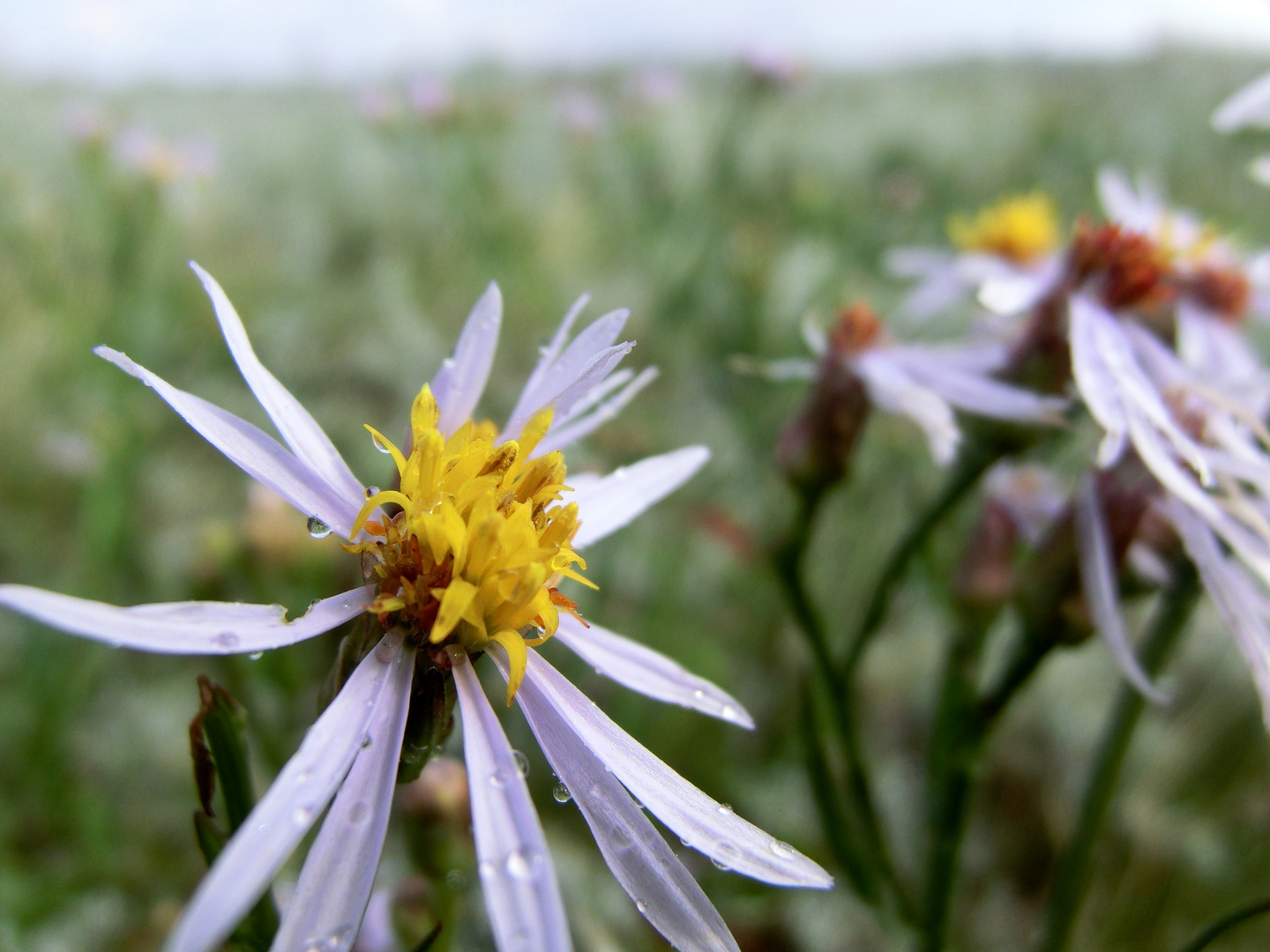 Letzte Blüte