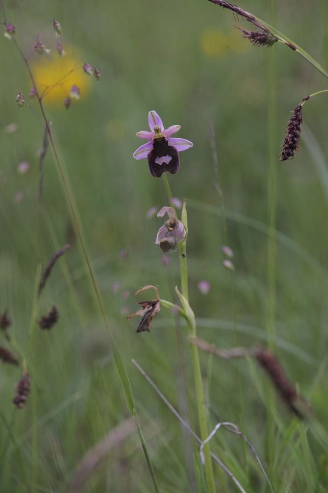 Letzte Blüte einer Seltenheit