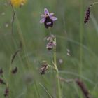 Letzte Blüte einer Seltenheit