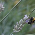 Letzte Blüte ergattert