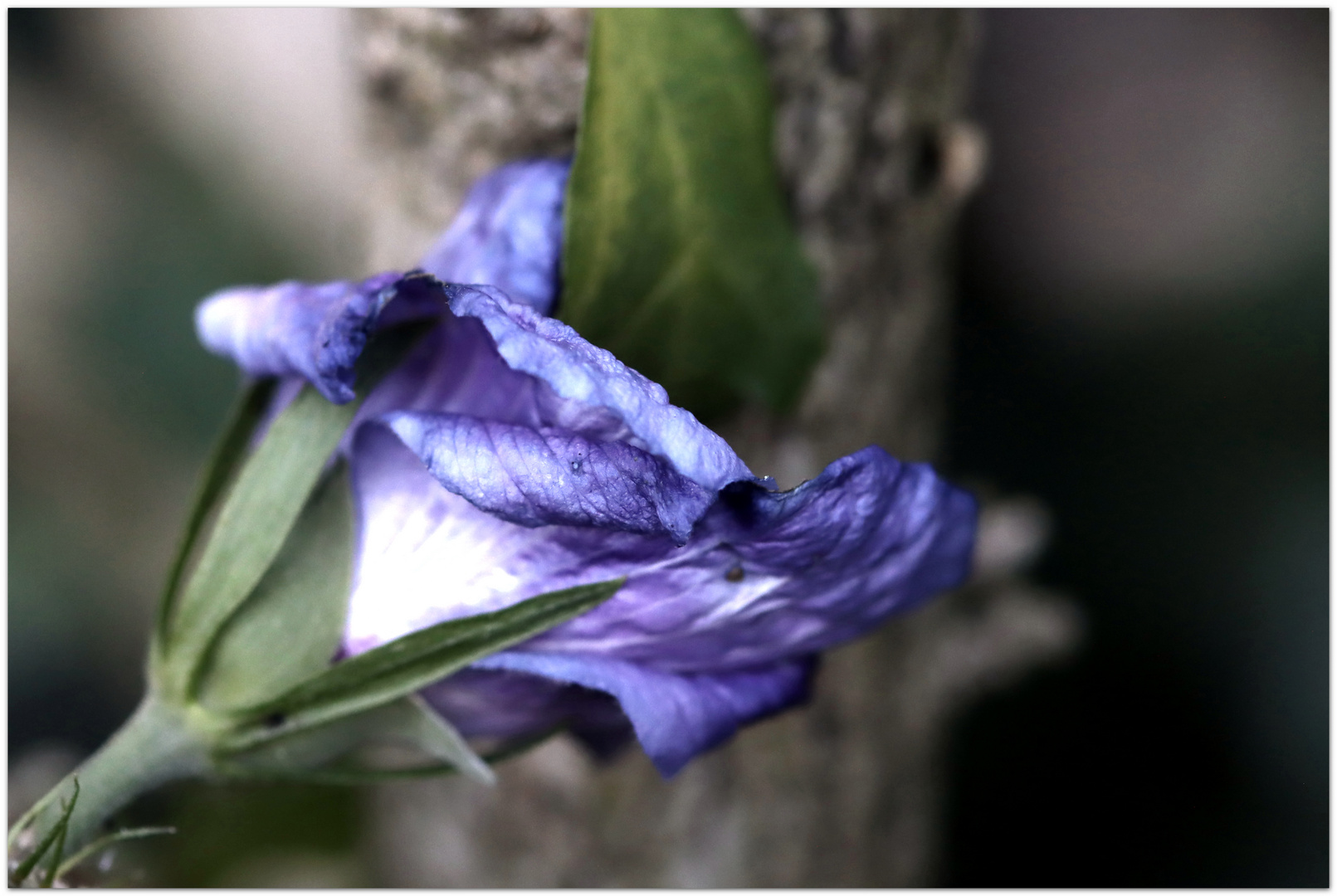 letzte Blüte