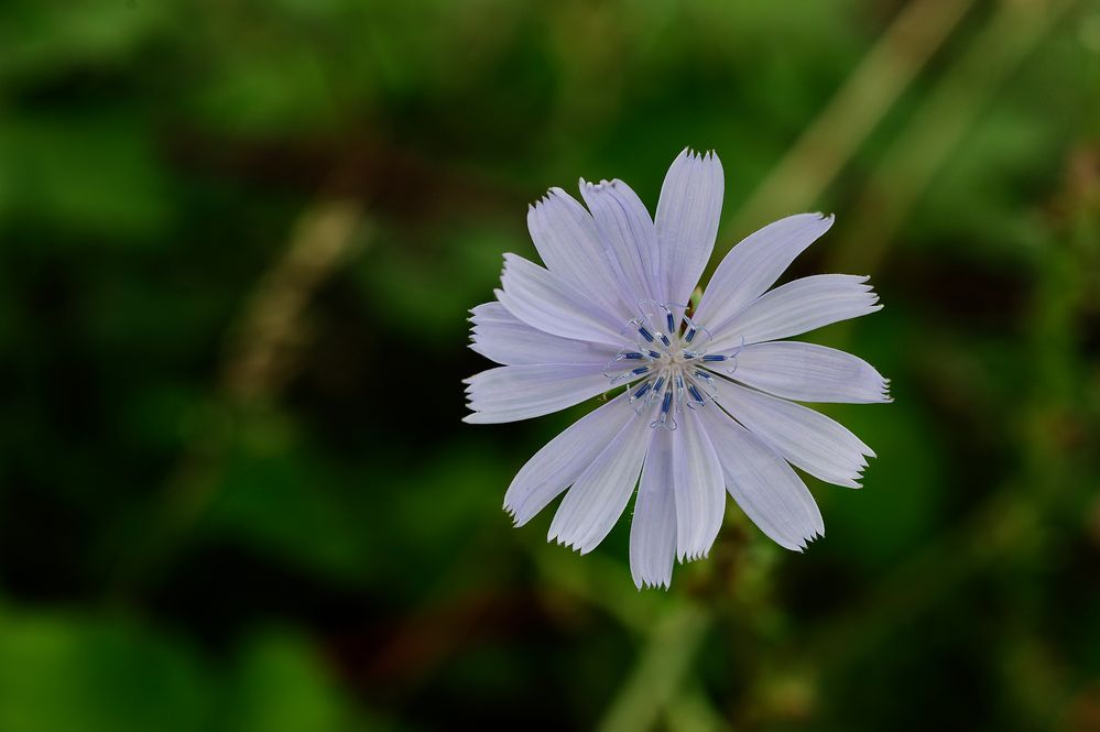 ...letzte Blüte