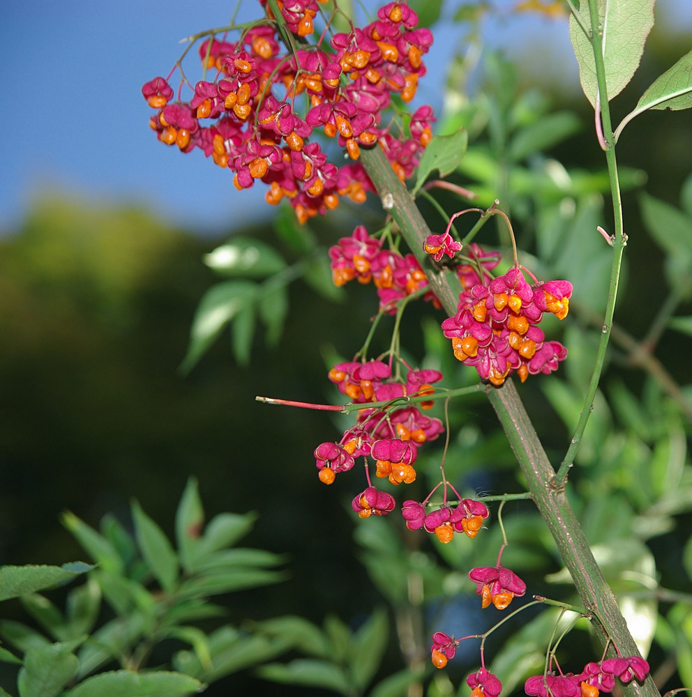 Letzte Blüte