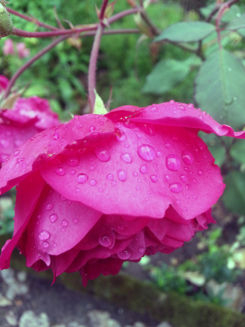 Letzte Blüte im Herbst