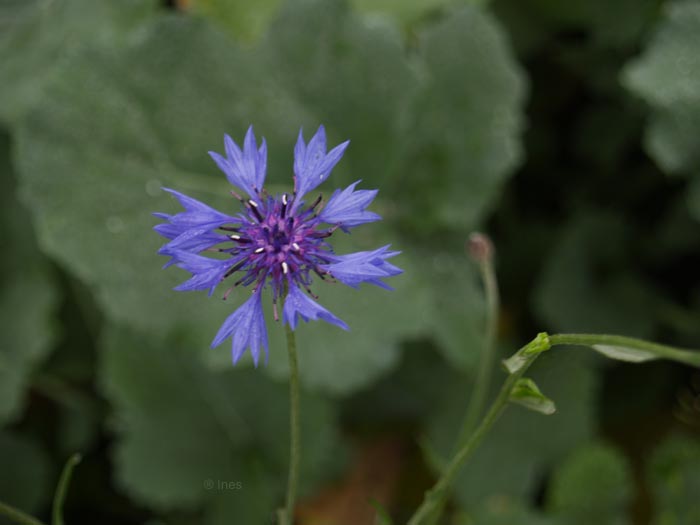 Letzte Blüte vor dem Winter