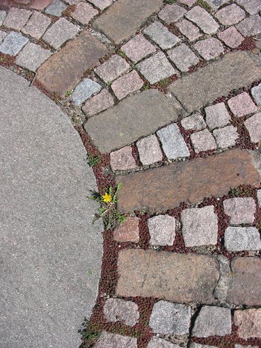 letzte Blüte vor der Autobahn