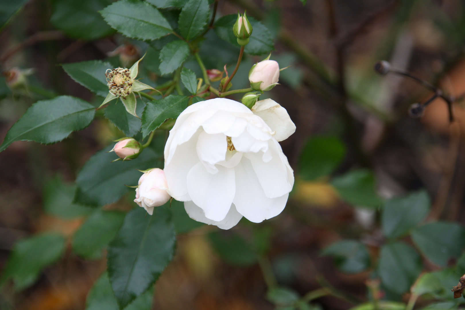 Letzte Blüte vor der Winterpause