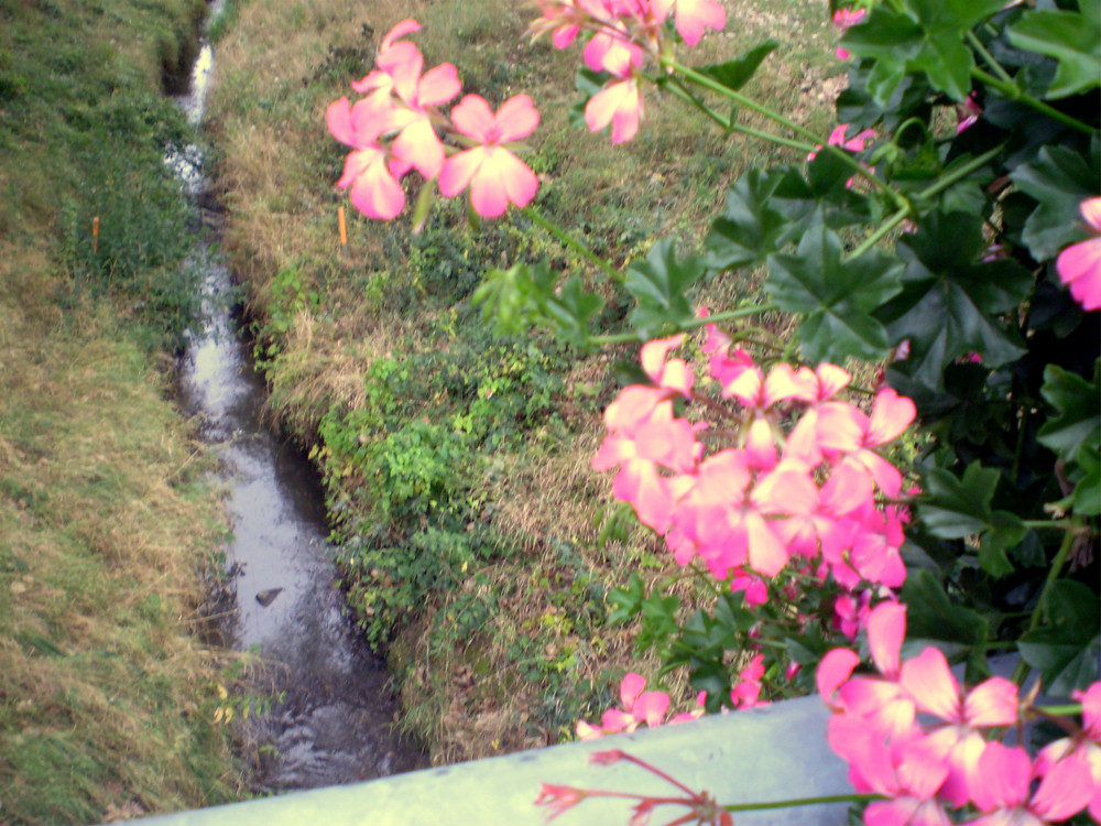 letzte Blüten