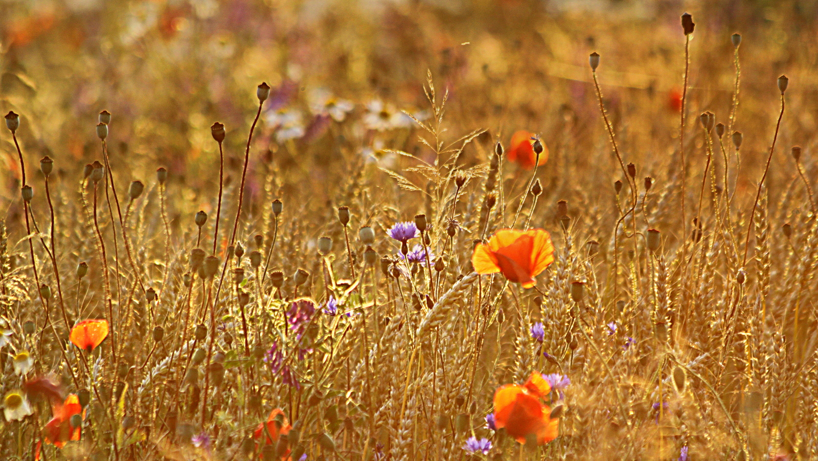 Letzte Blüten ....