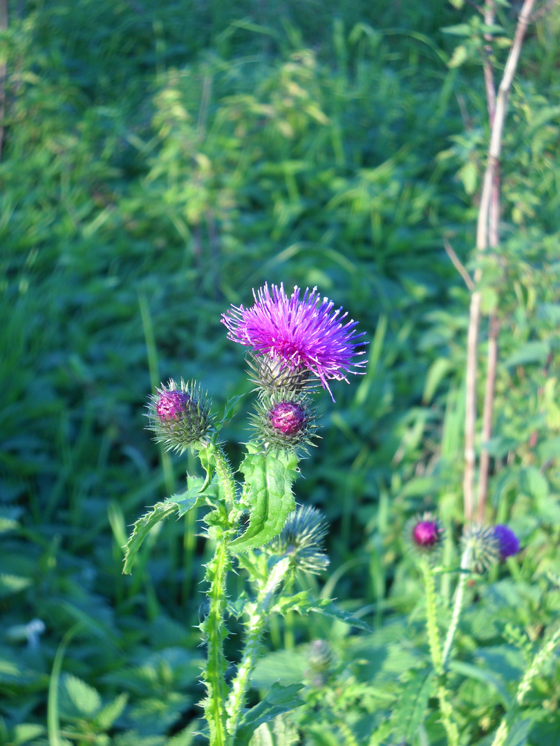 letzte Blüten