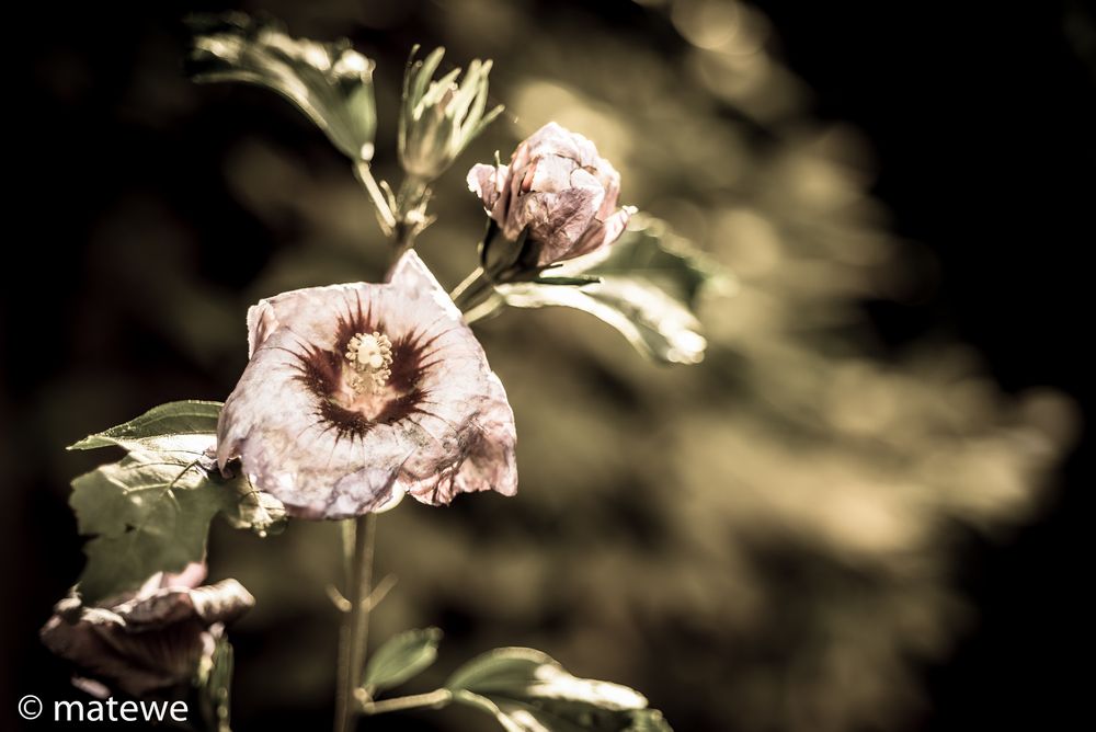 letzte Blüten