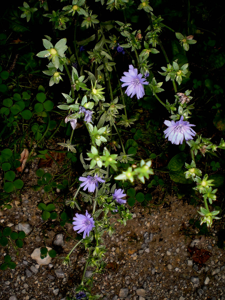 Letzte Blüten