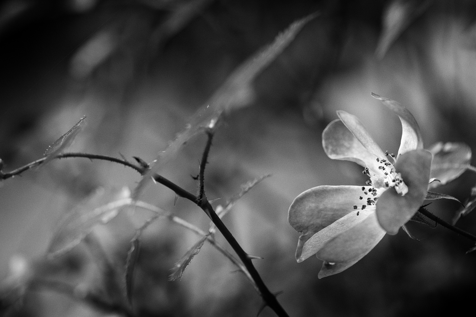 letzte Blüten