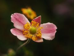 Letzte Blüten.....