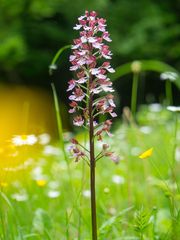 Letzte Blüten