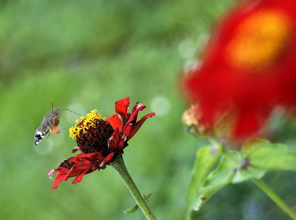 letzte blüten....