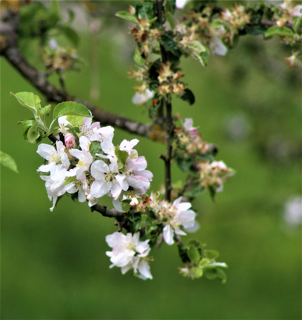 Letzte Blüten auf den Obstbäumen 