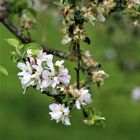 Letzte Blüten auf den Obstbäumen 